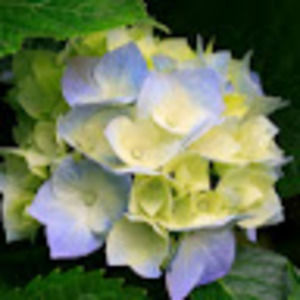 Meet your Posher, Deanna